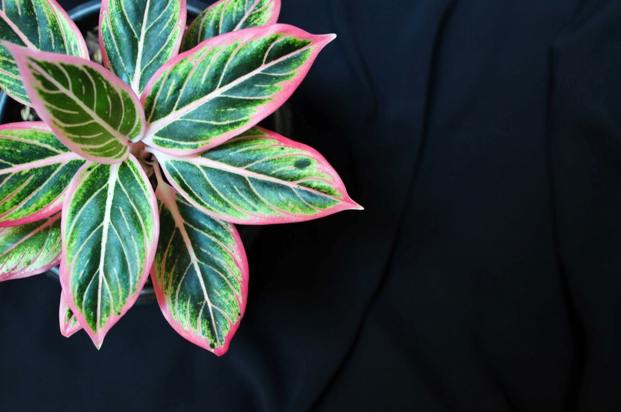 Aglaonema - foto David Clode - Unsplash