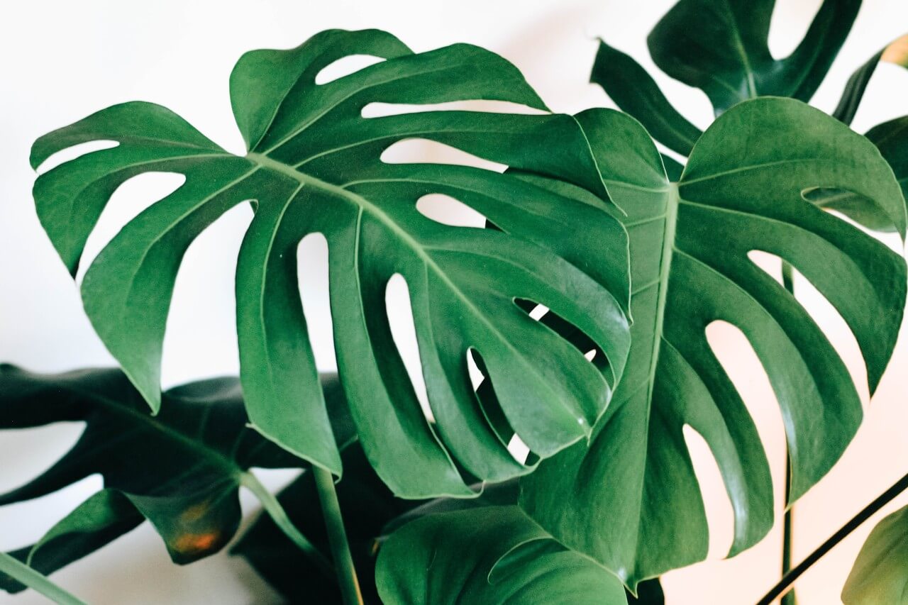 Monstera dziurawa - foto Annie Spratt - Unsplash