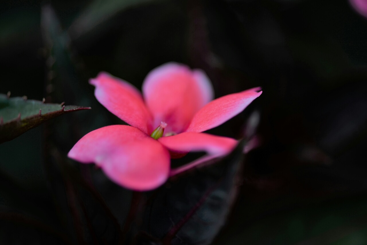 Impatiens scapiflora - foto Cj.samson