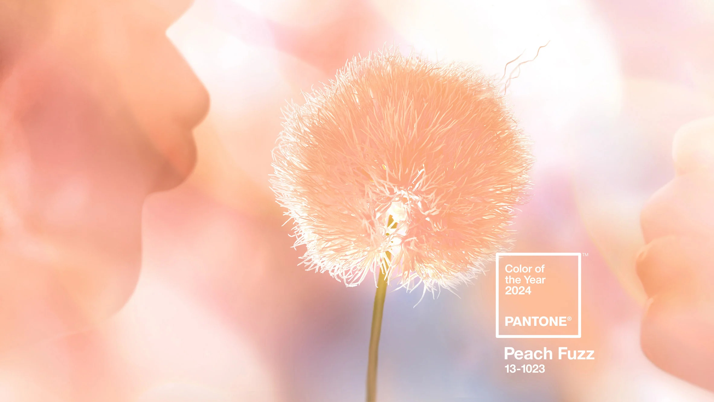 Peach Fuzz 13-1023 – Pantone Colour of the Year 2024