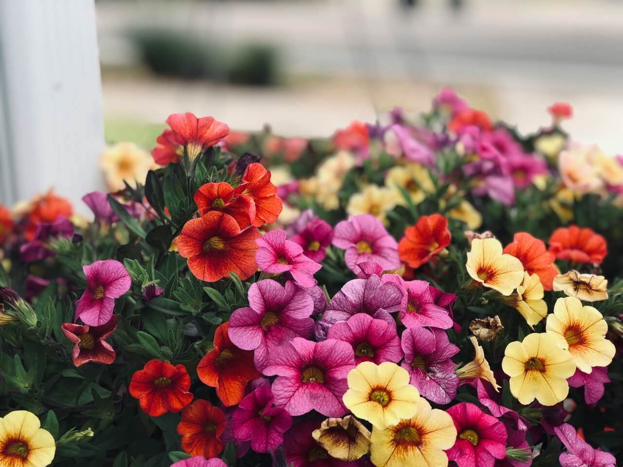 Petunia - foto Emma Henderson - Unsplash