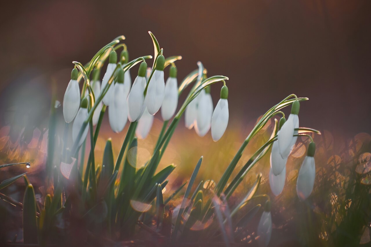 Przebiśniegi – zwiastun nadchodzącej wiosny - foto Rob Pumphrey - Unsplash