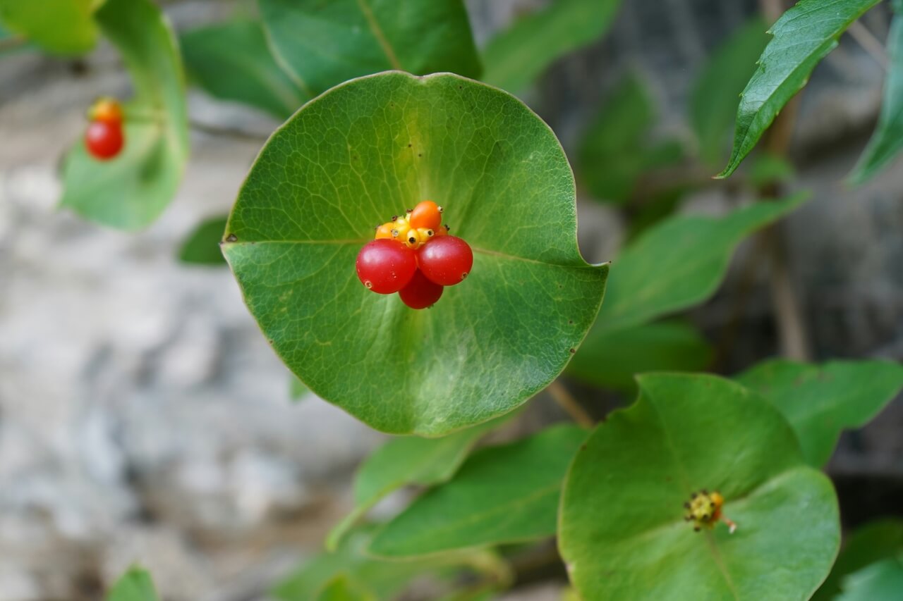 Lonicera xylosteum - foto Yuri Antonenko - Unsplash