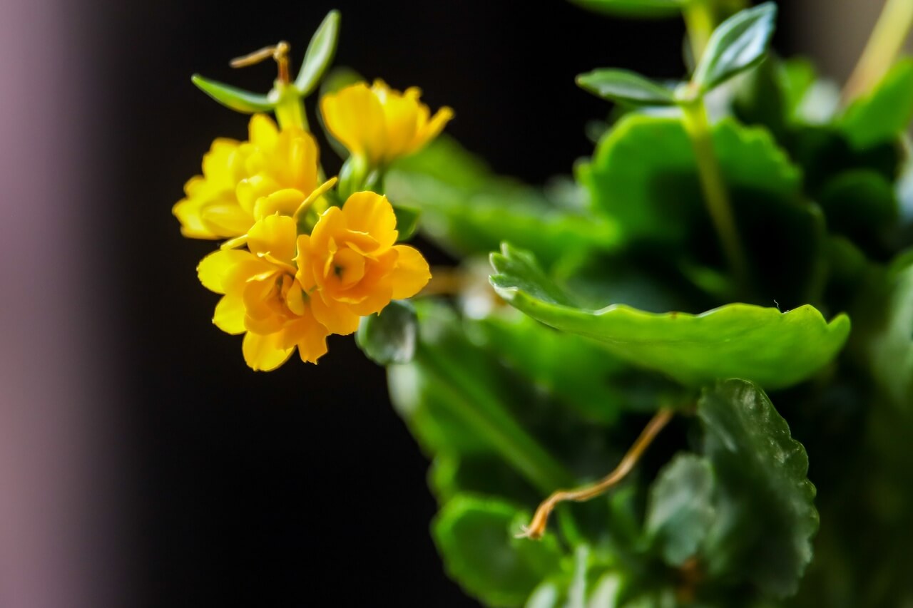 Kalanchoe - foto Deepak Thakur - Unsplash