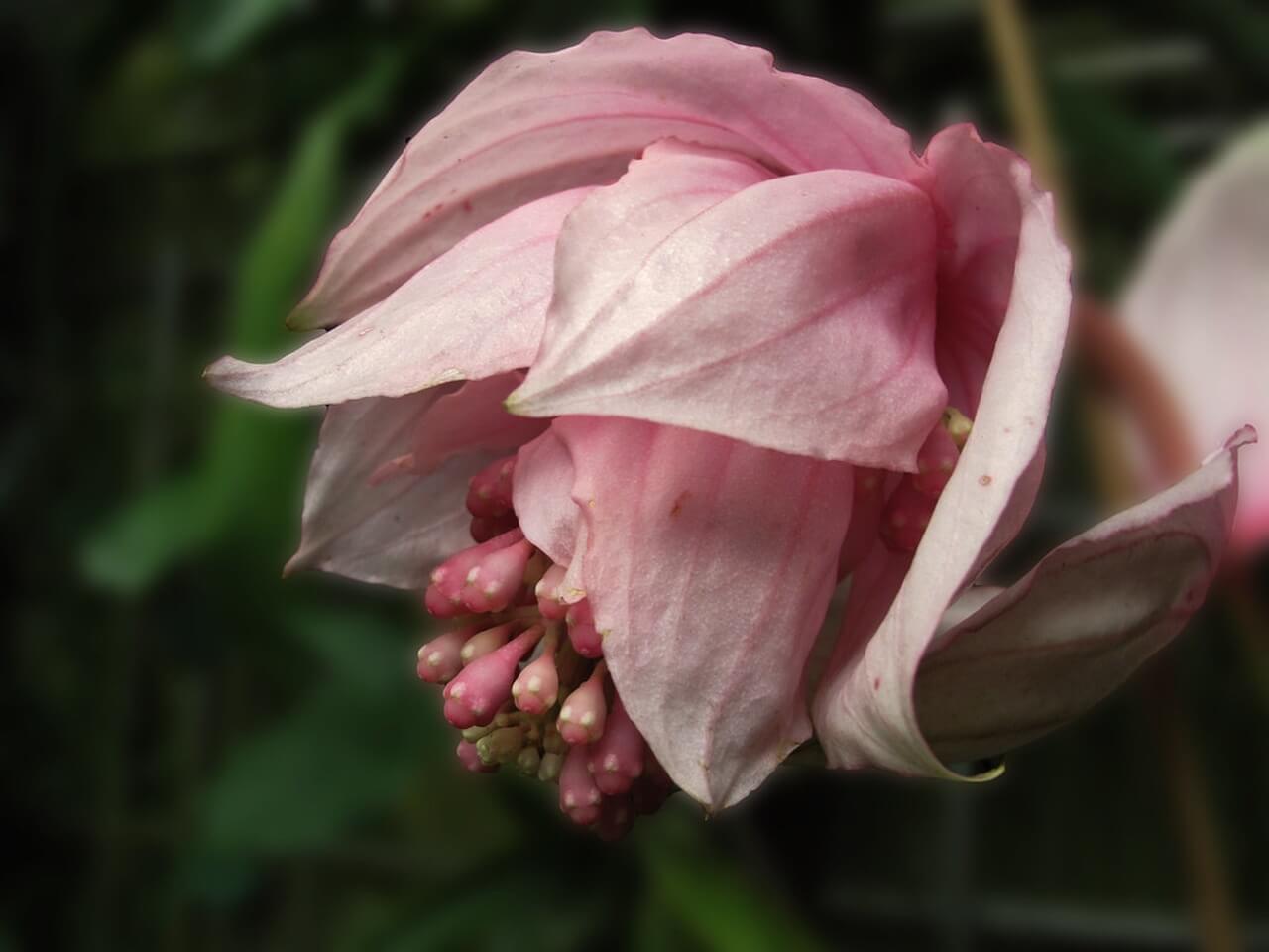 Medinilla wspaniała - Medinilla magnifica