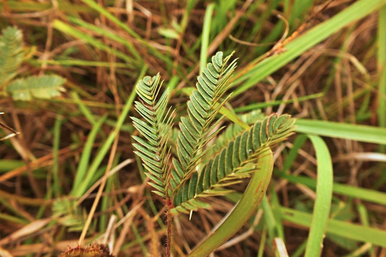 Mimosa pudica