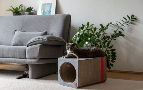 MIOOU – wyjątkowy design dla zwierząt