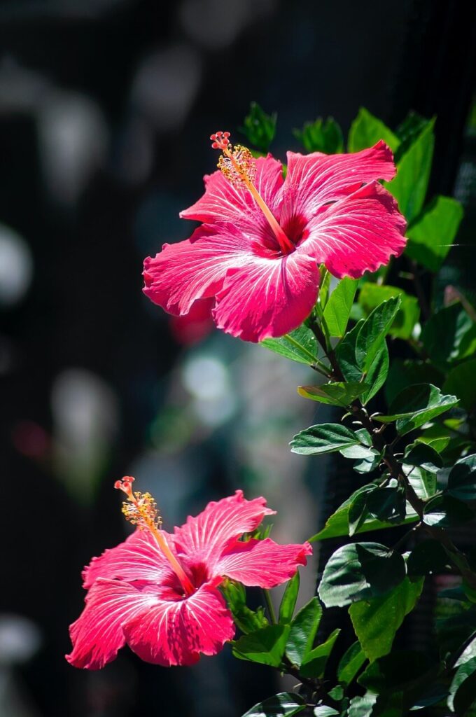 Hibiskus - uprawa, pielęgnacja - porady i inspiracje - foto Robert Thiemann - Unsplash