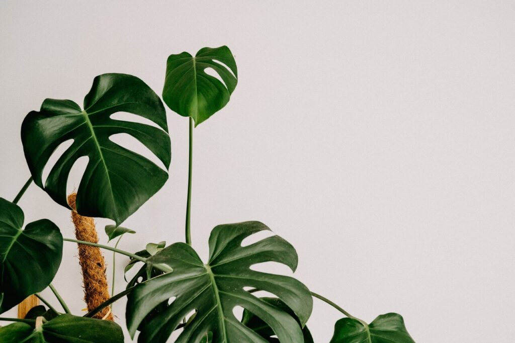 Monstera dziurawa - foto Annie Spratt - Unsplash