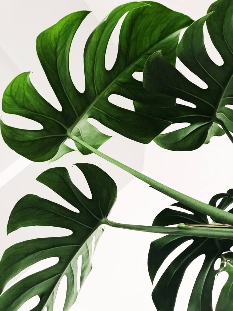 Monstera deliciosa - foto Chris Lee - Unsplash