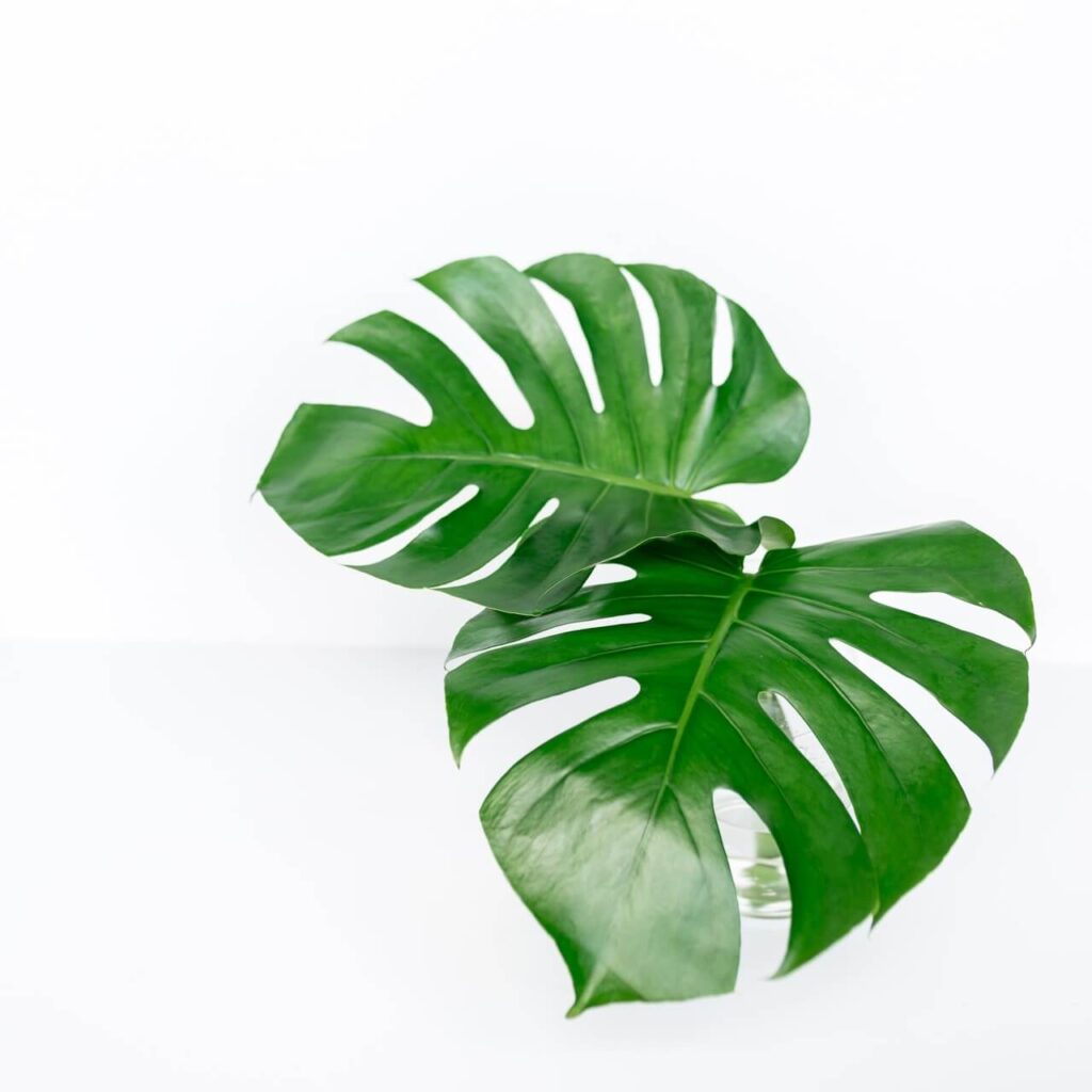 Monstera dziurawa - foto Hayley Maxwell - Unsplash