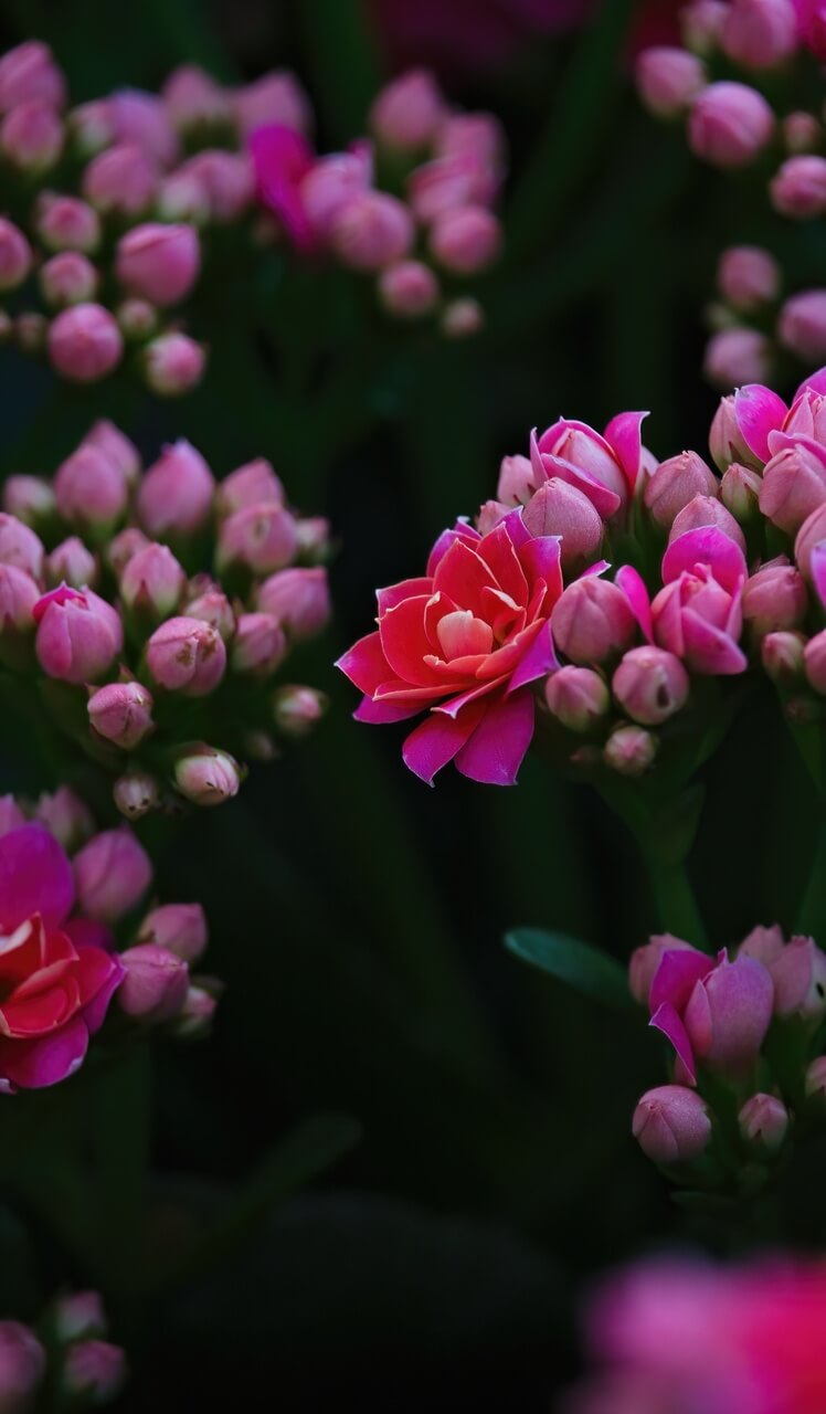 Kalanchoe - foto Katashade - Unsplash