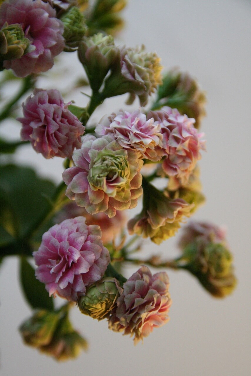 Kalanchoe - foto Madeline Hambury - Unsplash