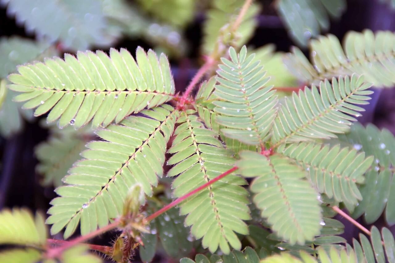 Mimosa pudica