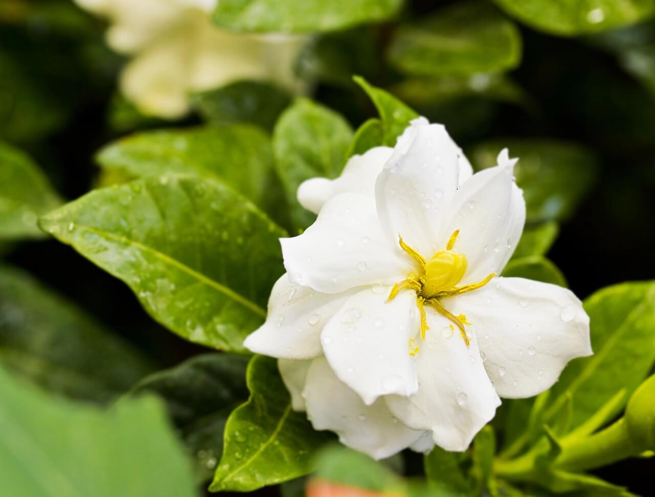 Gardenia jaśminowata – gardenia jasminoides - foto Depositphotos