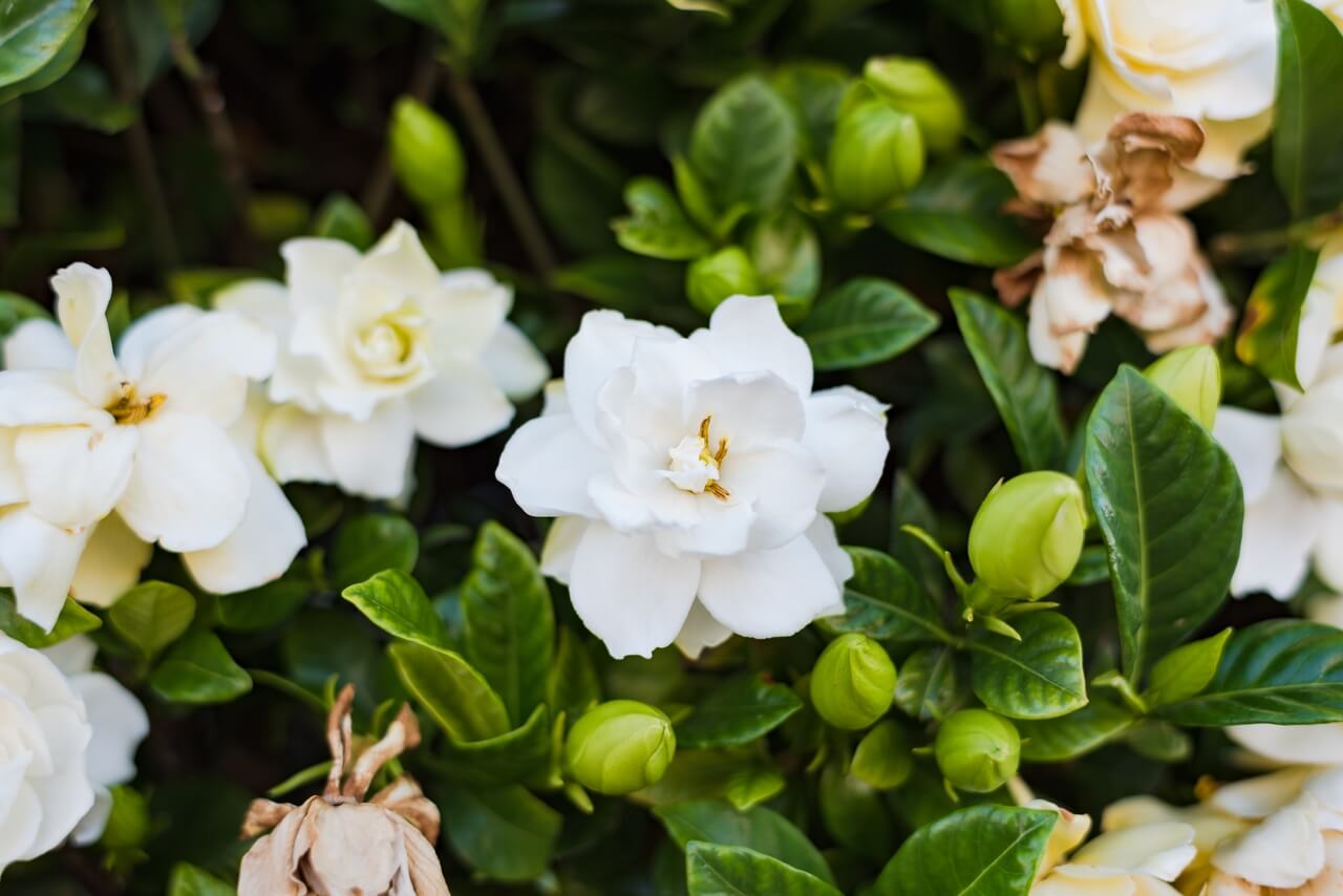 Gardenia jaśminowata – gardenia jasminoides - foto Depositphotos