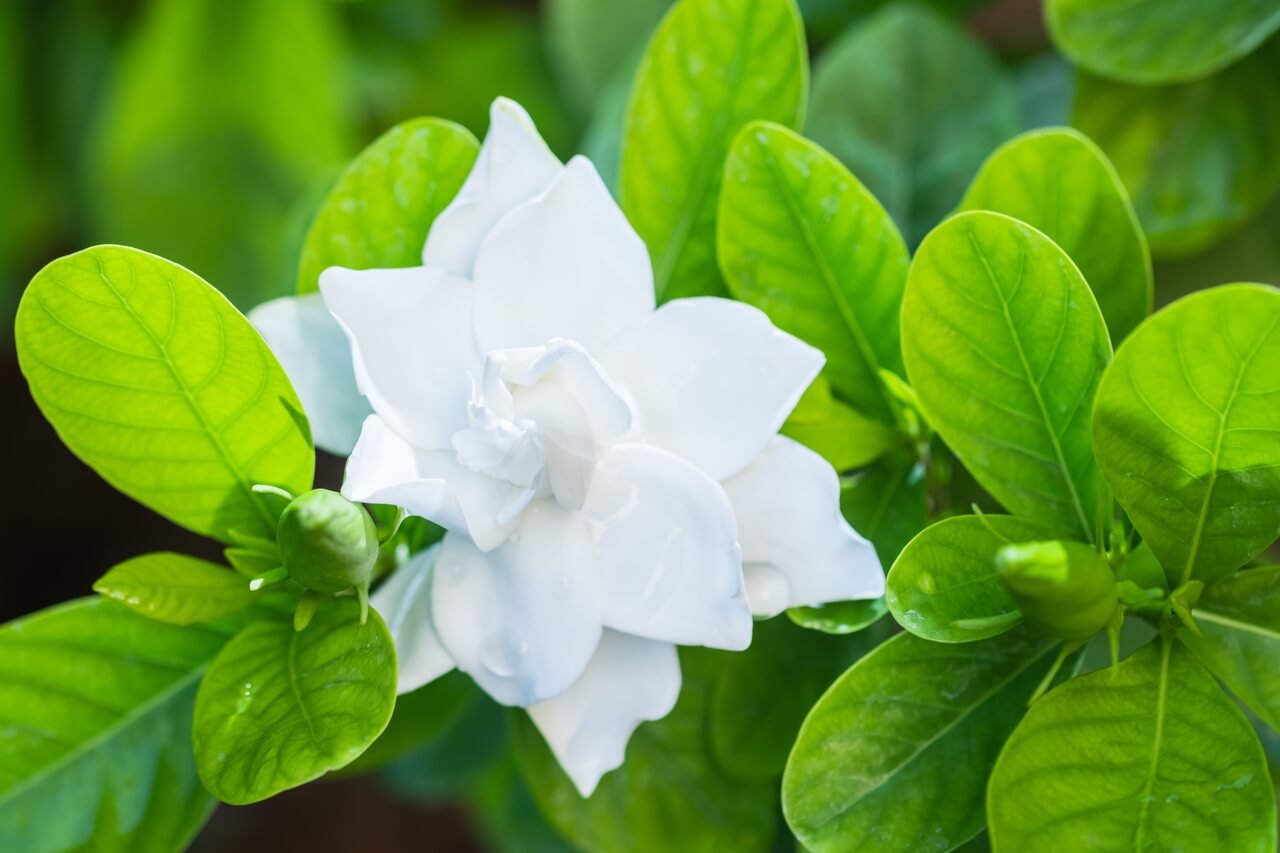 Gardenia jaśminowata – gardenia jasminoides - foto Depositphotos