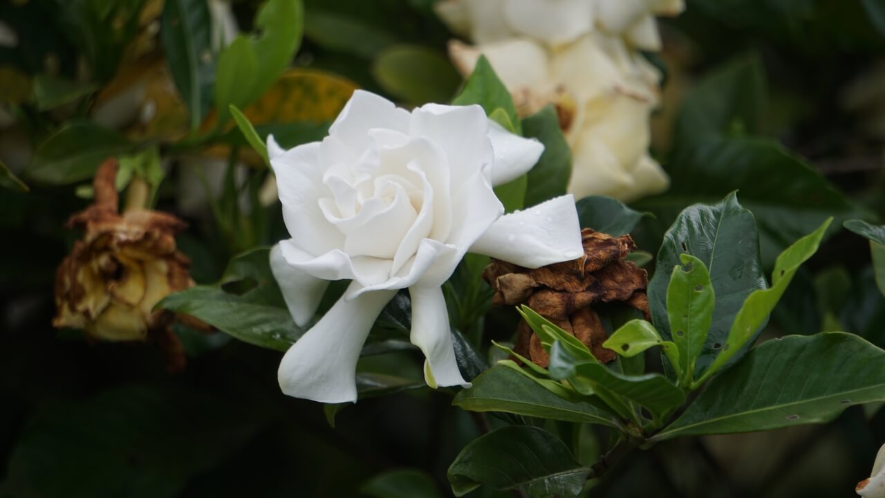 Gardenia jaśminowata – gardenia jasminoides - foto Depositphotos