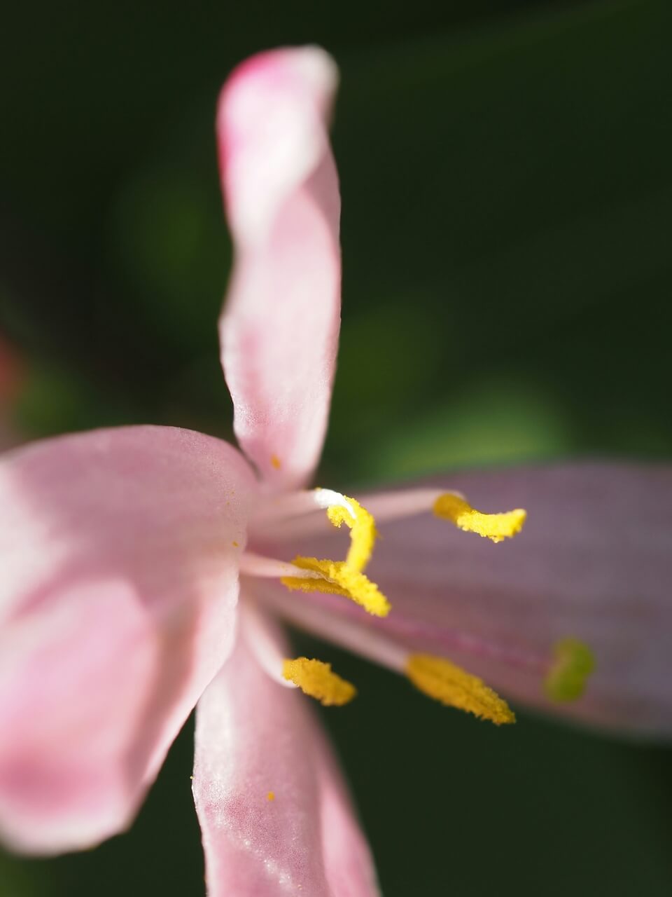 Lonicera xylosteum - foto Yuri Antonenko - Unsplash