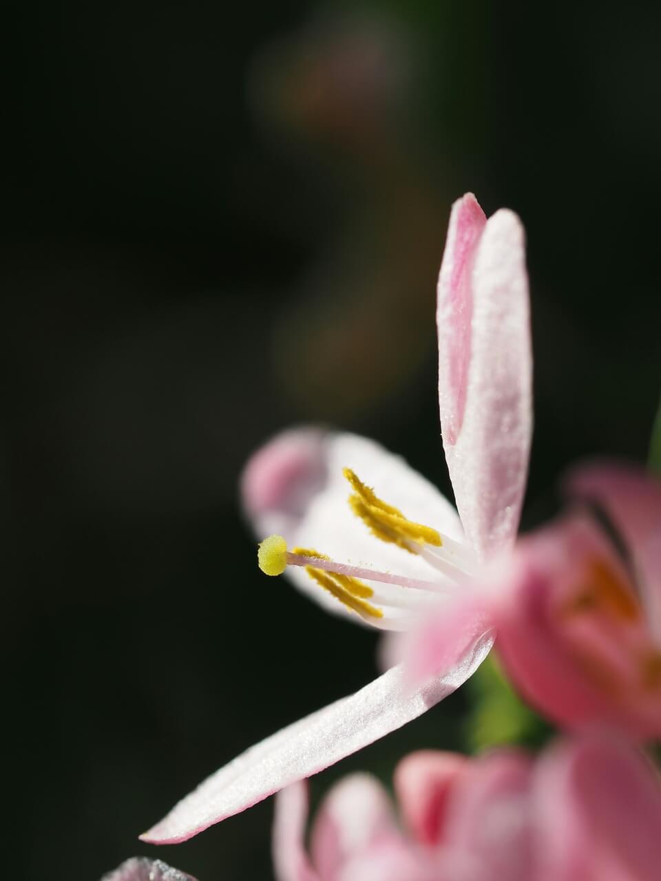 Lonicera xylosteum - foto Yuri Antonenko - Unsplash