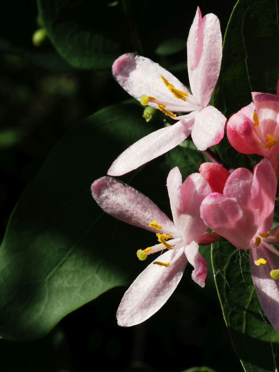 Lonicera xylosteum - foto Yuri Antonenko - Unsplash