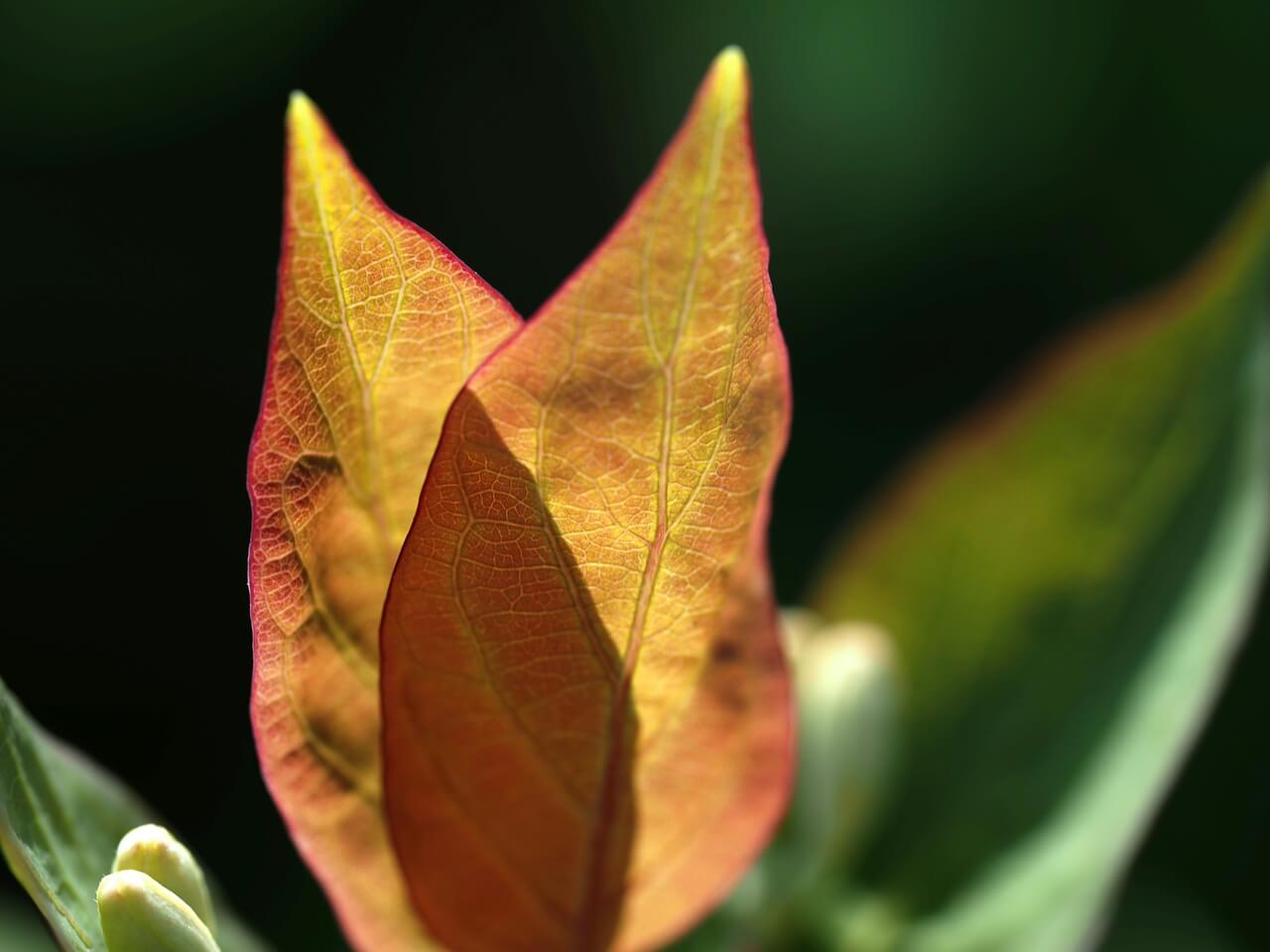 Lonicera xylosteum - foto Yuri Antonenko - Unsplash