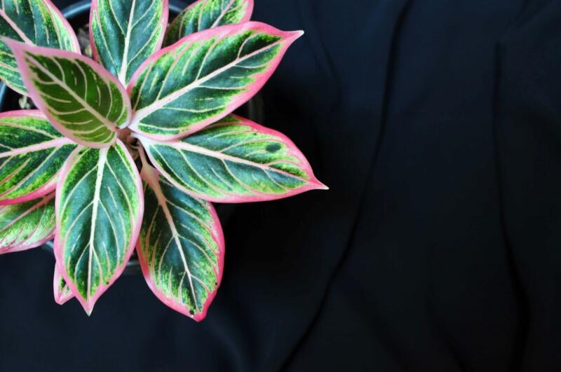 Aglaonema - foto David Clode - Unsplash
