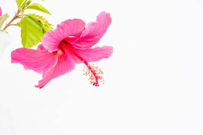Hibiskus - uprawa, pielęgnacja - porady i inspiracje - foto David Brooke Martin - Unsplash