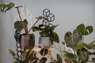 Plantastick - biodegradowalne podpórki dla roślin - projekt polskiej marki za którą stoi Weronika i Bartek
