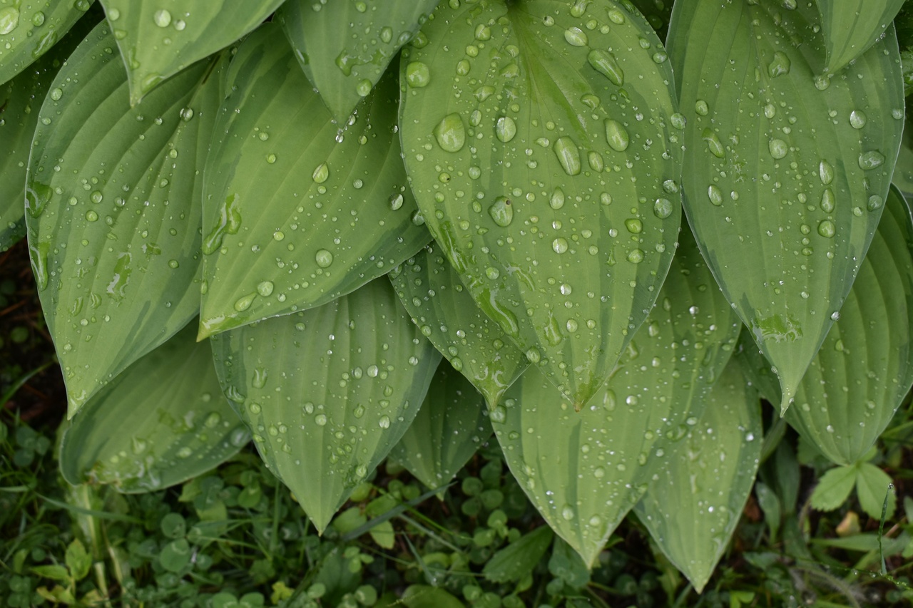 Funkia (Hosta) – foto Greg Rosenke - Unsplash