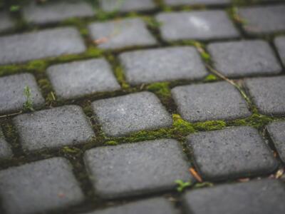 Kostka brukowa z zielonym mchem w naturalnym otoczeniu.