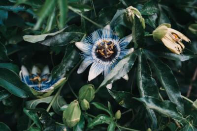 Męczennica błękitna – passiflora caerulea – foto Anya Chernik - Unsplash