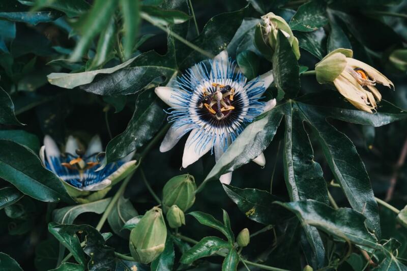 Męczennica błękitna – passiflora caerulea – foto Anya Chernik - Unsplash