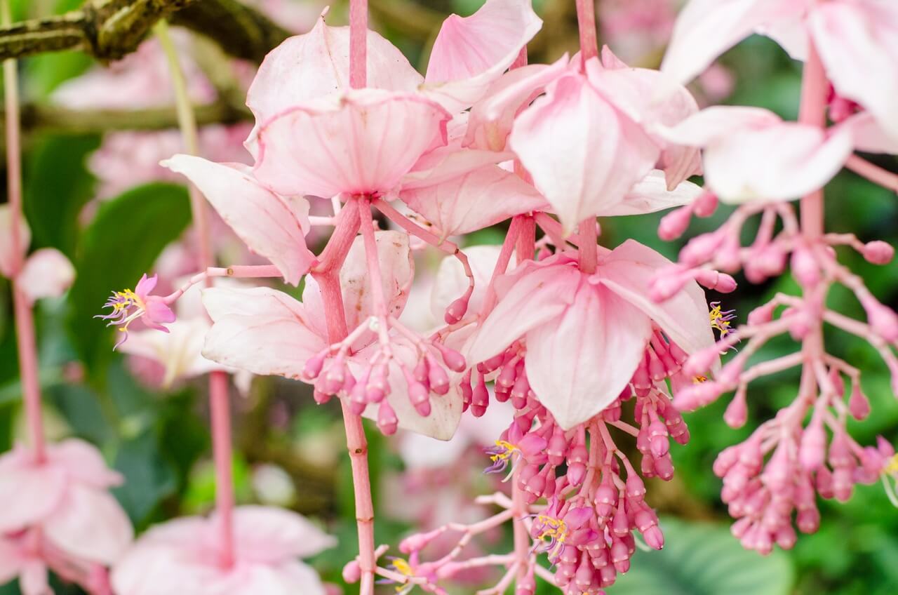 Medinilla wspaniała - Medinilla magnifica - foto Depositphotos