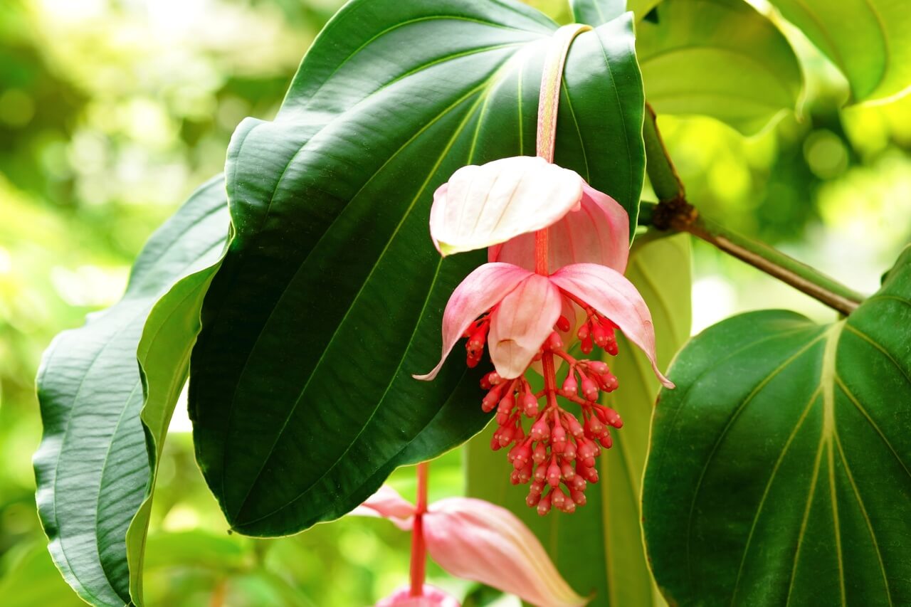 Medinilla wspaniała - Medinilla magnifica - foto Depositphotos