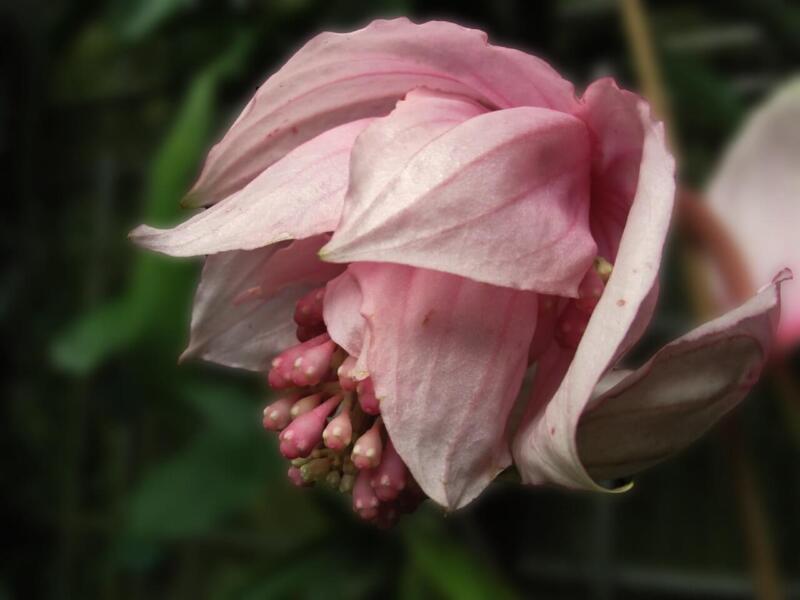 Medinilla wspaniała - Medinilla magnifica - foto Jacinta lluch Valero