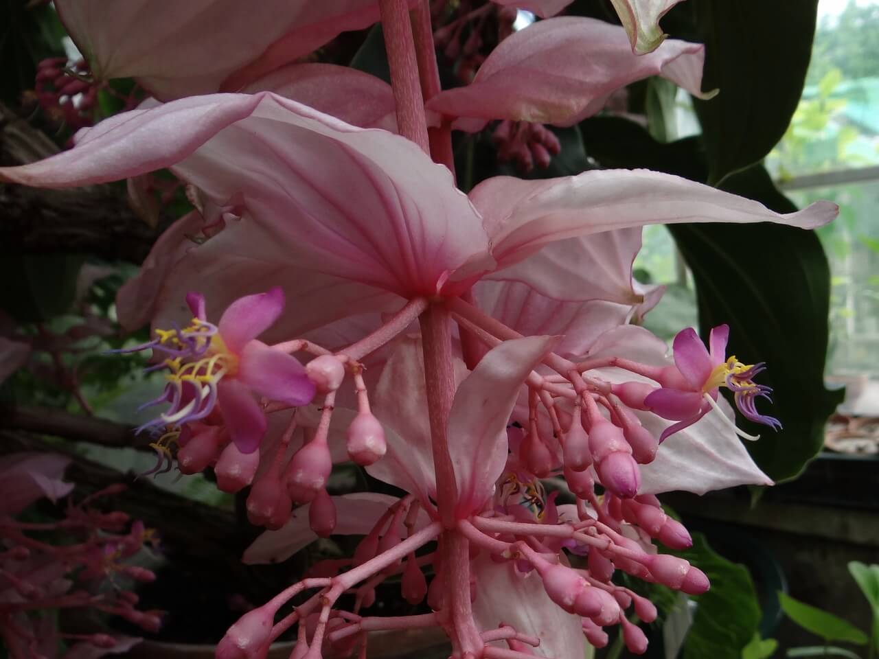 Medinilla wspaniała - Medinilla magnifica - foto Jerzy Opioła