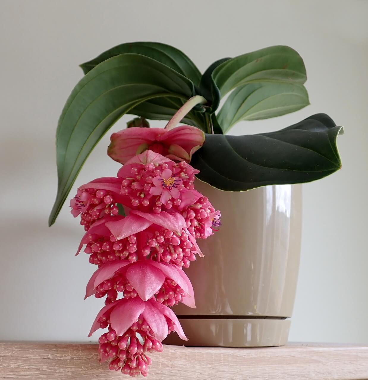 Medinilla wspaniała - Medinilla magnifica