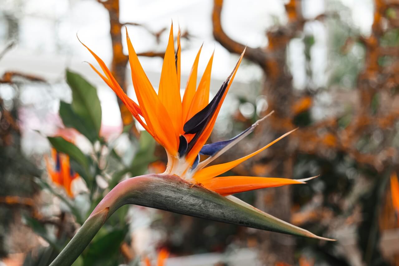 Strelicja królewska - Strelitzia reginae - foto Timo C. Dinger - Unsplash