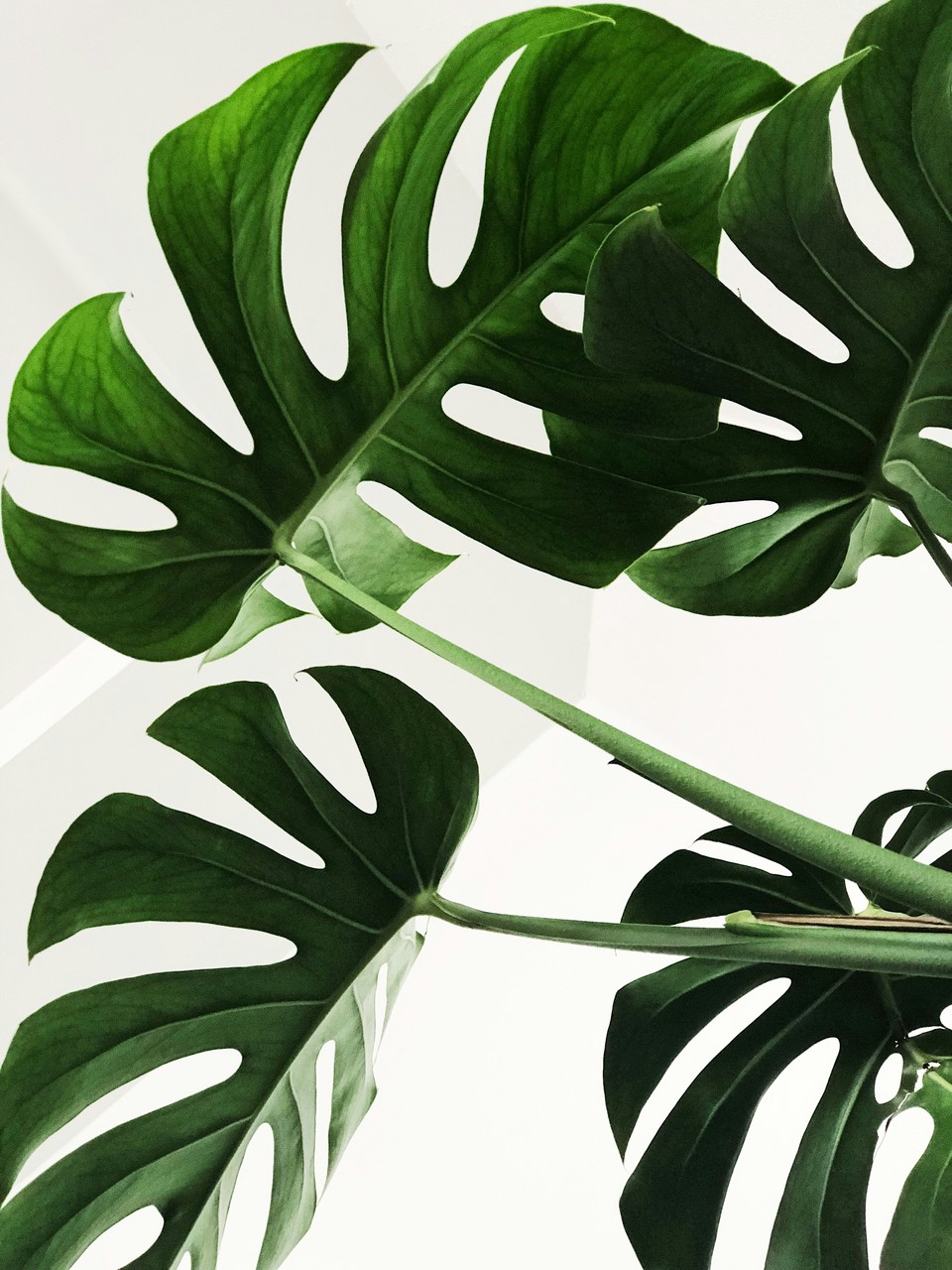 Monstera w minimalistycznym wnętrzu. Egzotyczna elegancja w detalu.