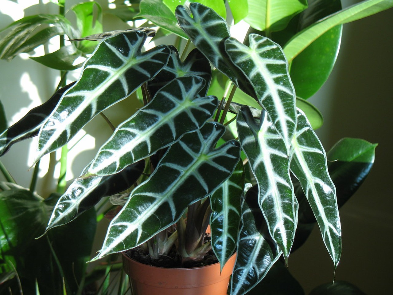 Roślina Alocasia w nowoczesnym wnętrzu, podkreślająca zielony akcent.