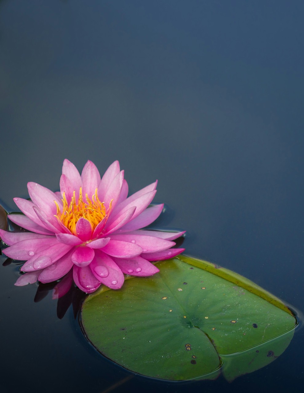 Jakie rośliny do oczka wodnego - foto Alfred Schrock - Unsplash