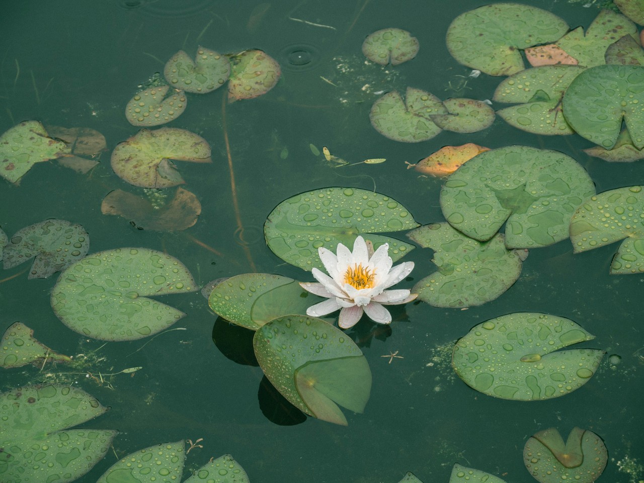 Jakie rośliny do oczka wodnego - foto Lee Soo hyun - Unsplash
