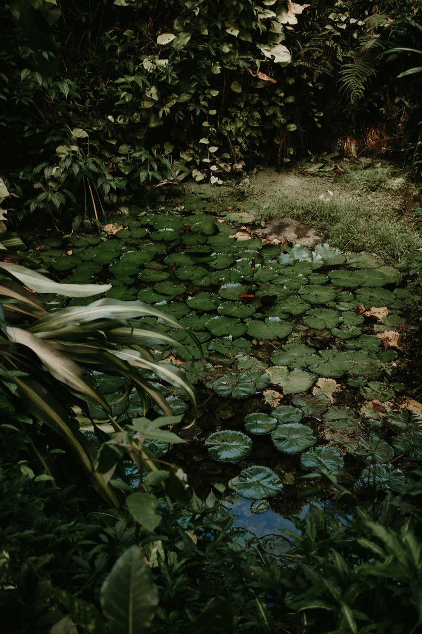Jakie rośliny do oczka wodnego - foto pedro silva - Unsplash