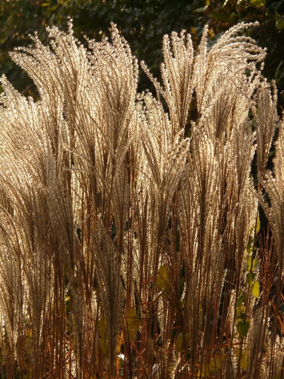 Miscanthus sinensis