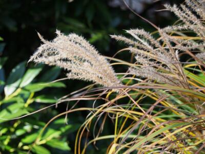 Miscanthus sinensis 'Ferner Osten'