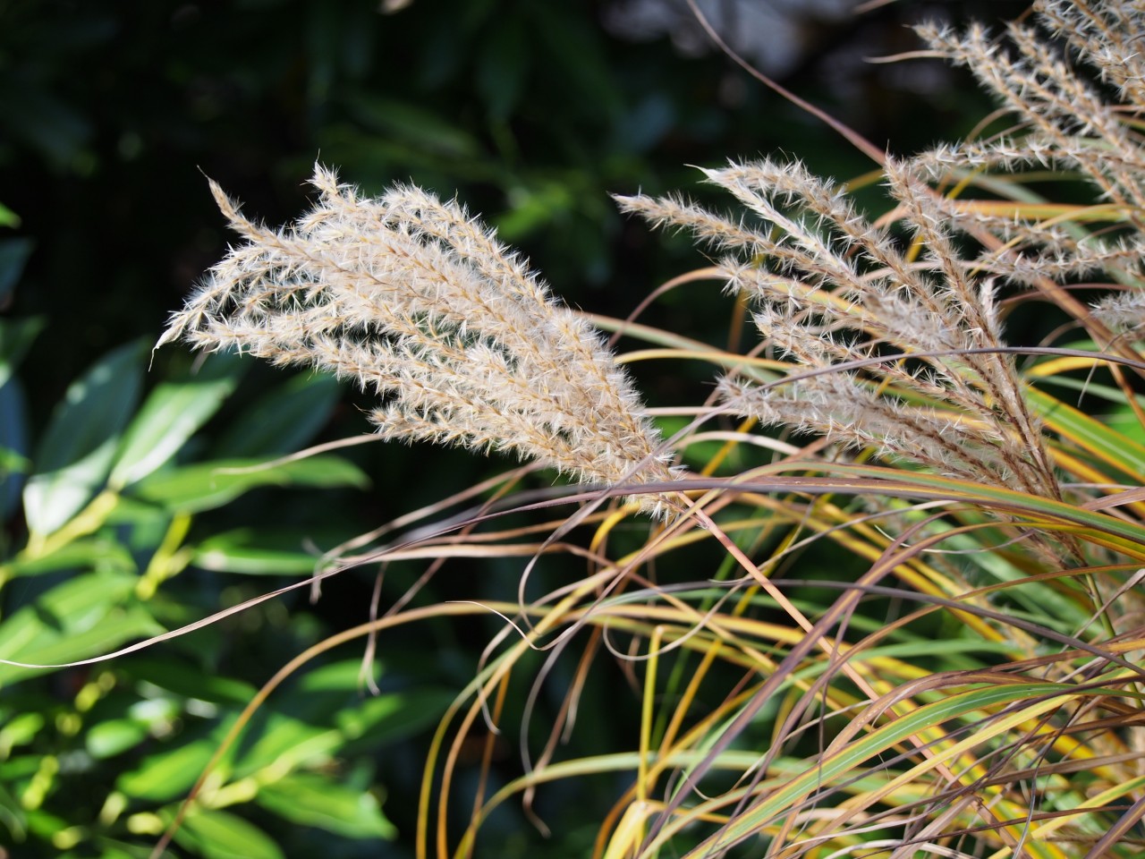 Miscanthus sinensis 'Ferner Osten'