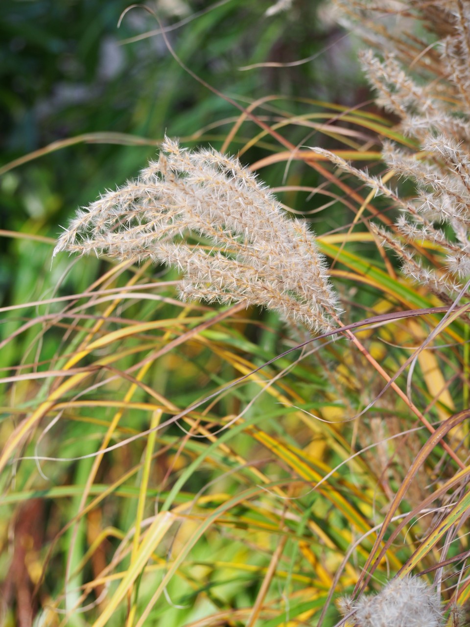 Miscanthus sinensis 'Ferner Osten'