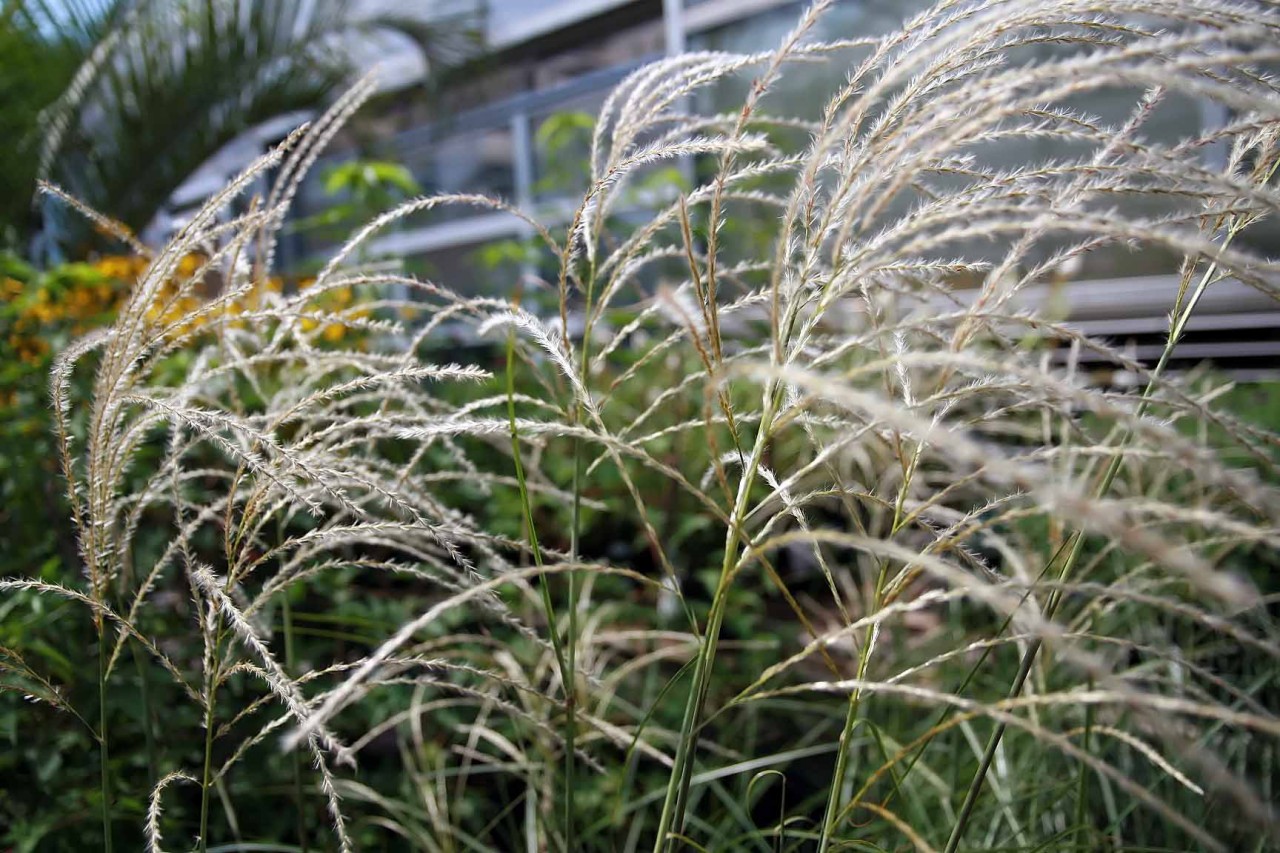 Miscanthus sinensis Graziella