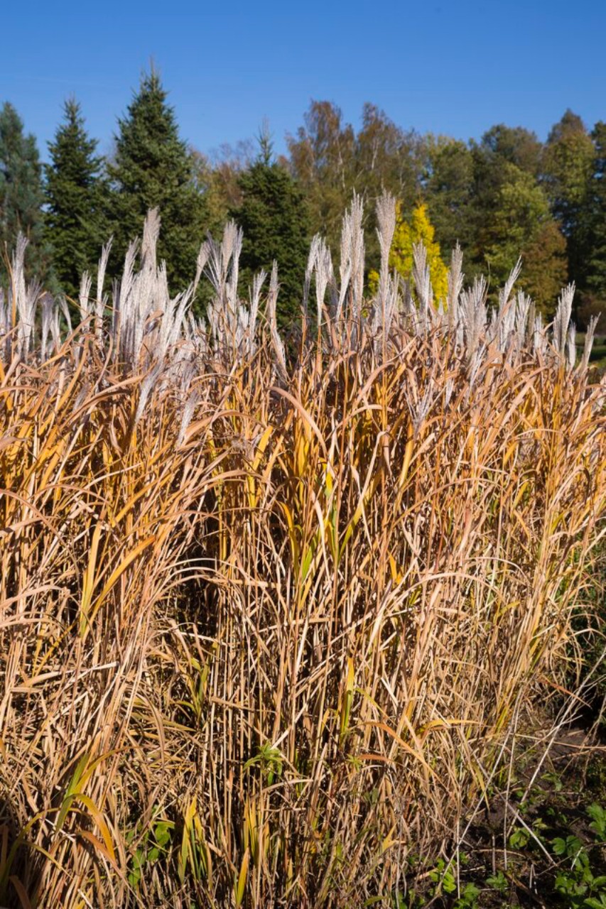 Miscanthus sinensis - kininis miskantas